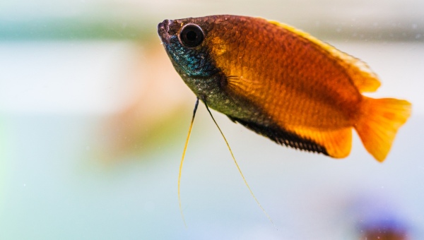 Honey Gourami: Appearance