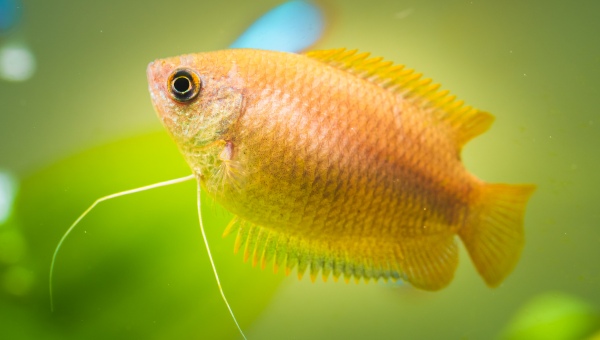 Honey Gourami Behavior & Temperament