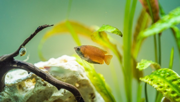 Honey Gourami Care