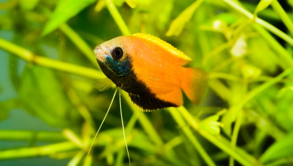 Honey Gourami Cleaning The Tank