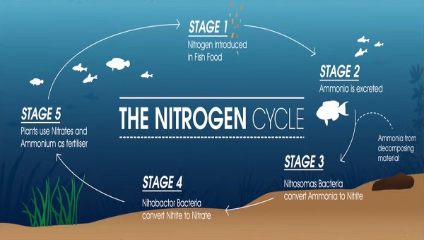 What Is The Meaning Of the Nitrogen Cycle