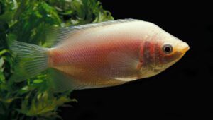 Kissing Gourami