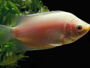 Kissing Gourami