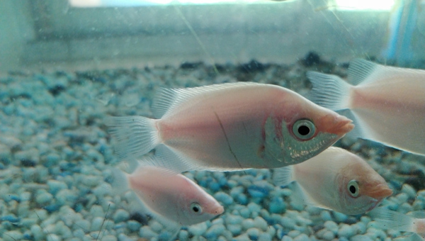 Kissing Gourami Appearance