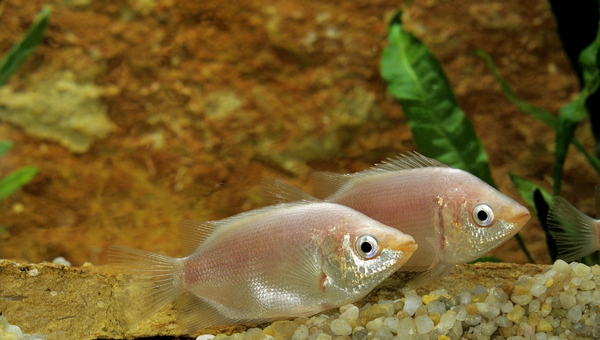 Kissing Gourami Breeding And Reproduction