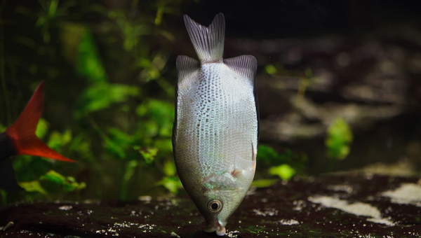 Kissing Gourami Social Temperament