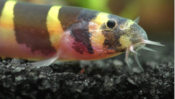 Kuhli Loach