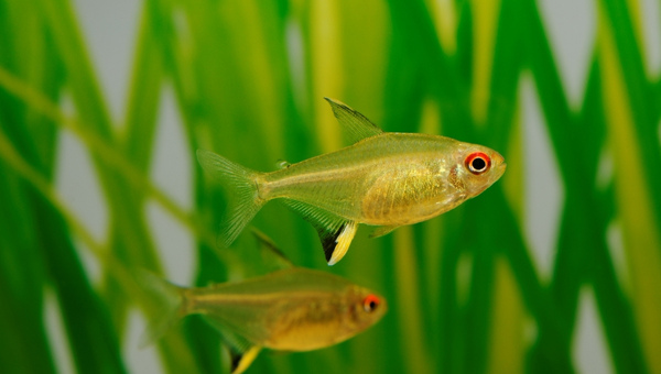 Lemon Tetra