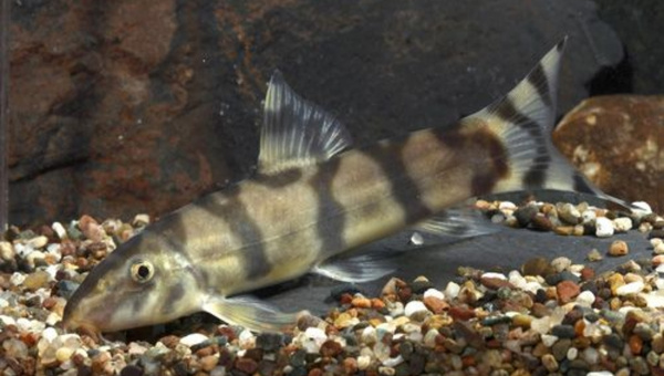 Lepto Loach