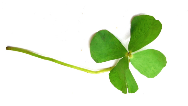 Marsilea Hirsuta Appearance