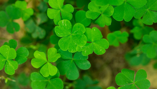 Marsilea Hirsuta Plantation