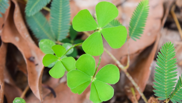 Marsilea Hirsuta Propagation