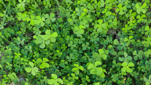 Marsilea Hirsuta Size And Growth Rate