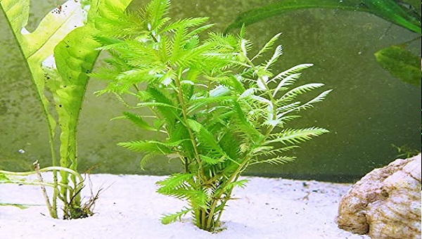 Mermaid Weed Size And Growth Rate