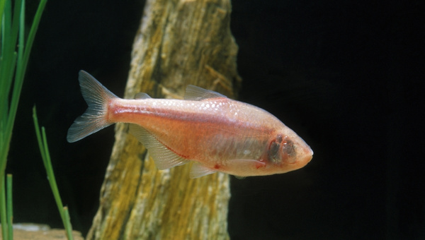 Mexican Tetra Appearance