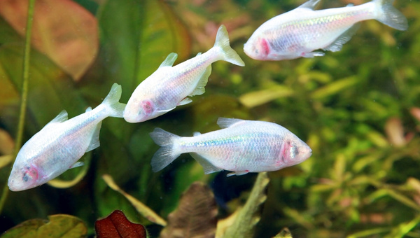 Types Of Tetra Mexican Tetra