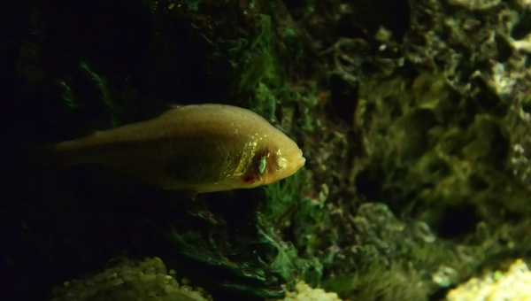 Mexican Tetra Common Possible Diseases