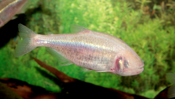 Mexican Tetra Size & Growth Rate
