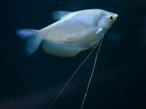 Moonlight Gourami