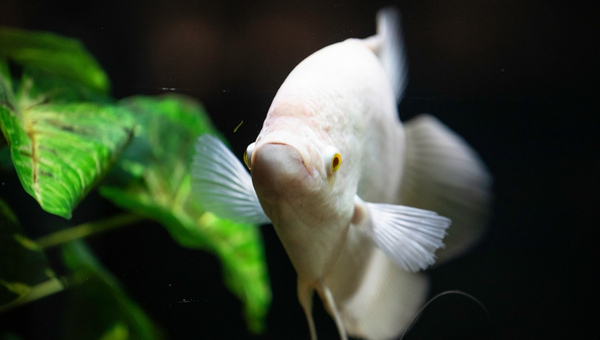 Moonlight Gourami Behavior & Temperament