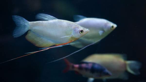 Moonlight Gourami Tank Mates