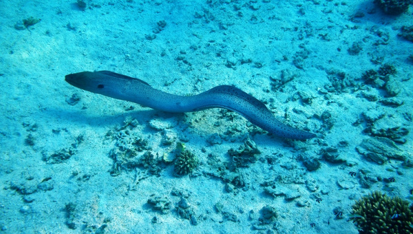 Moray Eels Care Guide