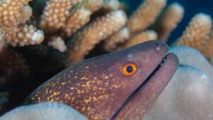 Moray Saltwater Eel