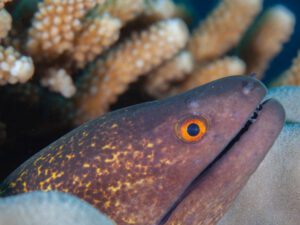 Moray Saltwater Eel