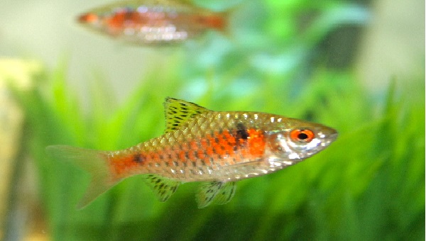 Odessa Barb Appearance
