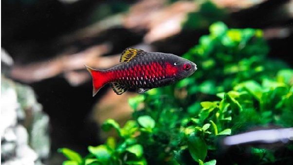 Odessa Barb Behavior & Temperament