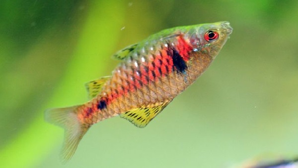 Odessa Barb Breeding