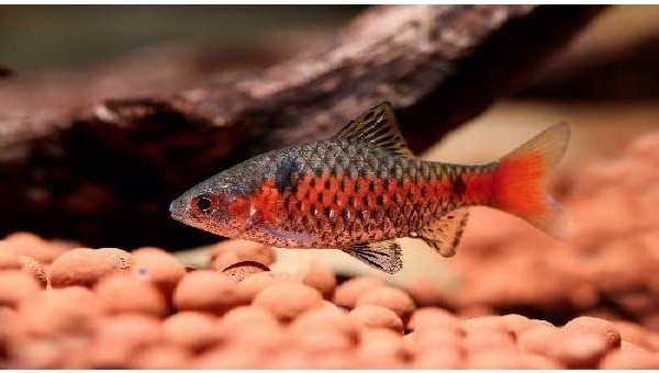 Odessa Barb Feeding Schedule