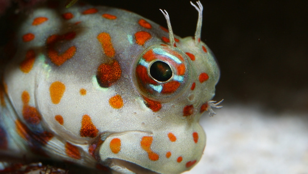 Orange Spotted Goby