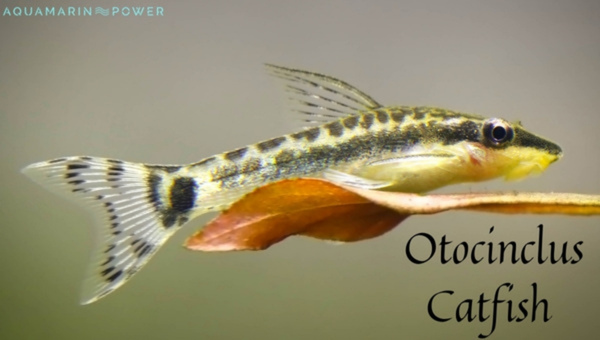 Otocinclus Catfish