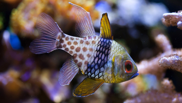 Pajama Cardinalfish Appearance