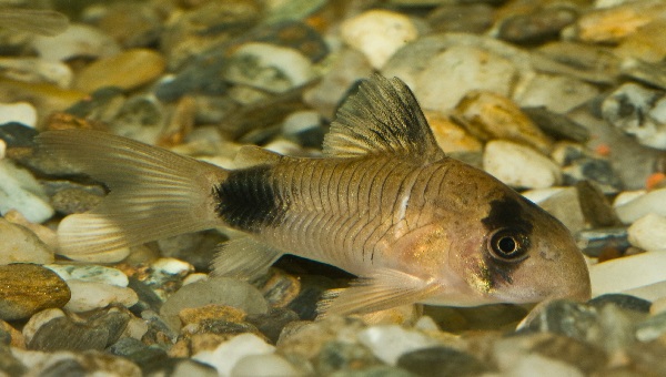 Panda Cory Appearance