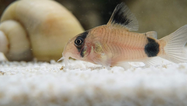 Panda Cory Behavior & Temperament