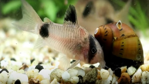 Panda Cory Feeding Schedule