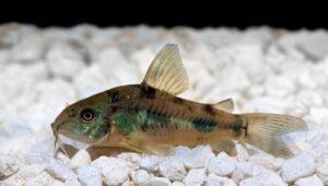 12 Types Of Corydoras Catfish (August 2026) Care Guide