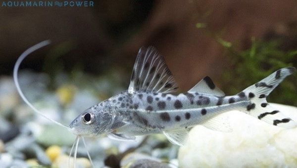 Pictus Catfish