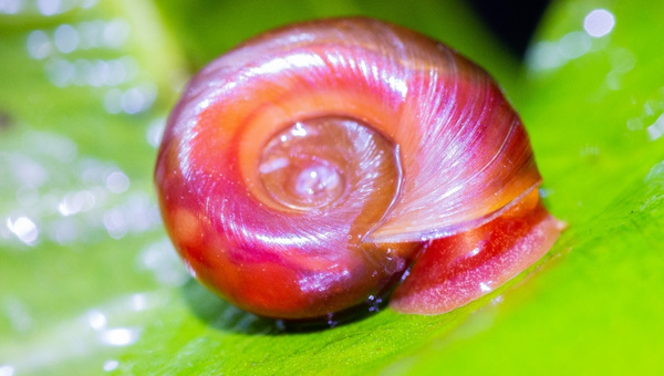 Ramshorn Snail