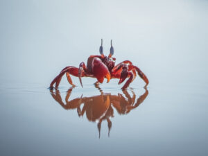 Red Claw Crab