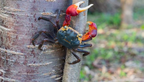 Red Claw Crab Appearance