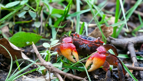 Red Claw Crab Behavior & Temperament