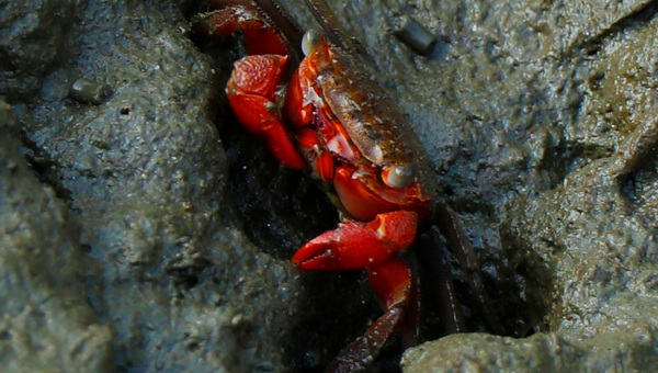 Red Claw Crab Care Guide