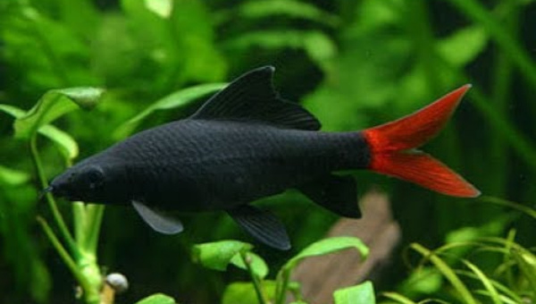 Red-tailed Black Shark