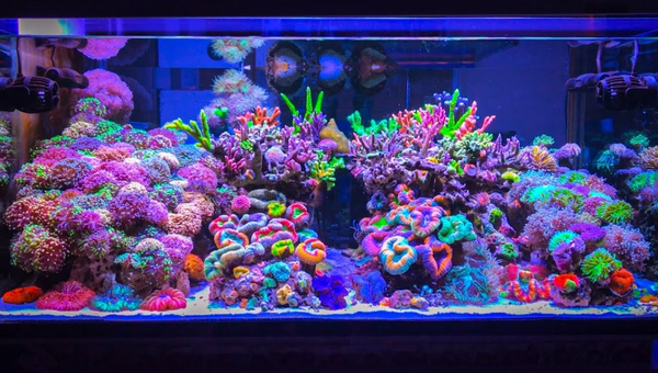 Reef Tank