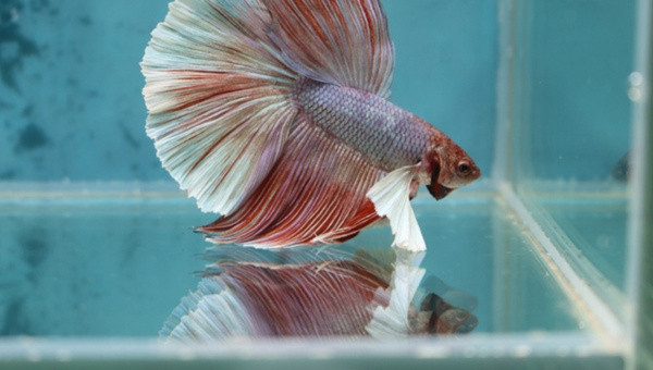 Rose fin Betta