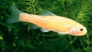 Rosy Red Minnow