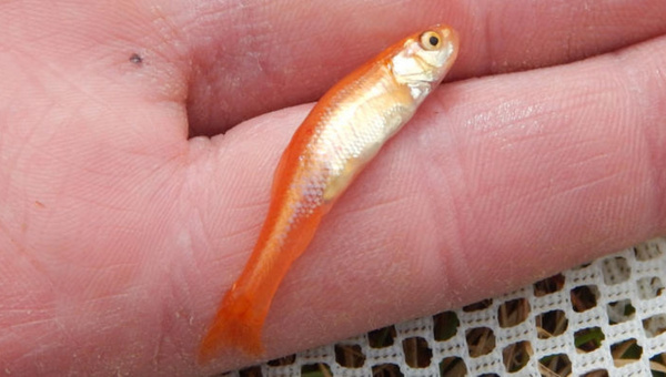 Rosy Red Minnow Appearance